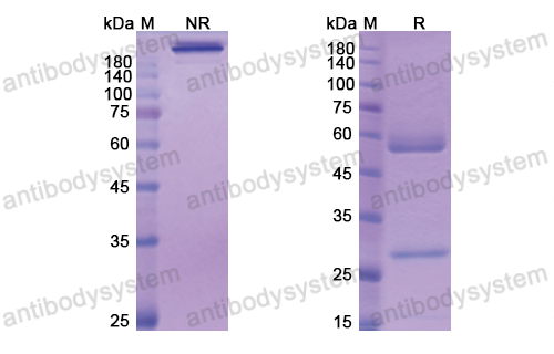 沃拉德單抗,Research Grade Volagidemab  (DHE51801)