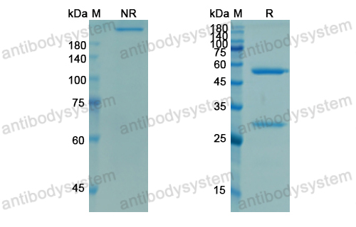 登賽珠單抗,Research Grade Demcizumab  (DHJ65301)