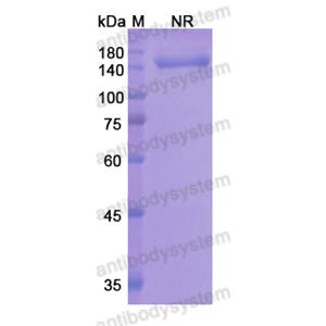 Research Grade Onartuzumab  (DHC34202)