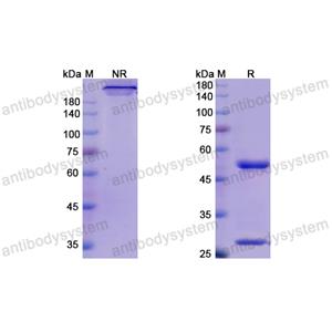 Research Grade Mogamulizumab  (DHE85301)
