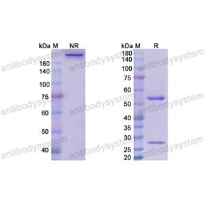 Research Grade Enoticumab  (DHJ65302)