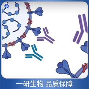 ABI基因家族2抗体