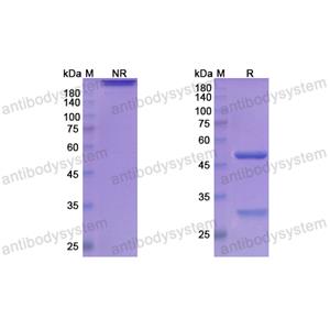 Research Grade Atinumab  (DHK06702)