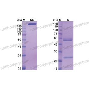 沃拉德單抗,Research Grade Volagidemab  (DHE51801)