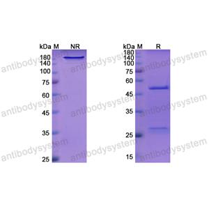 英達(dá)妥昔單抗,Research Grade Indatuximab  (DHD30801)