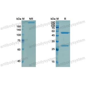 登賽珠單抗,Research Grade Demcizumab  (DHJ65301)