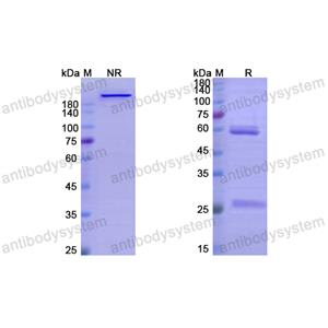 Research Grade Lecanemab  (DHC12506)