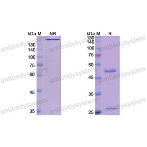 伽妥珠单抗,Research Grade Gatipotuzumab  (DHD14201)