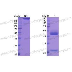 马司莫单抗,Research Grade Maslimomab  (DHB96201)