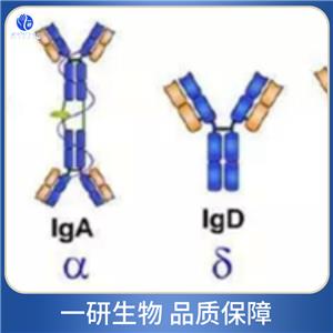 抑制蛋白结构域蛋白3抗体