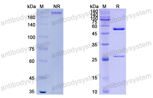 万替妥单抗,Research Grade Vantictumab  (DHJ82501)