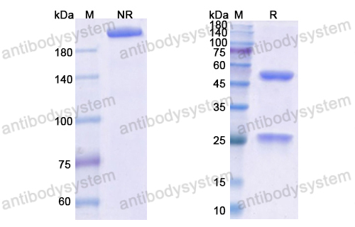 奥托萨昔单抗,Research Grade Obiltoxaximab  (DXX00401)