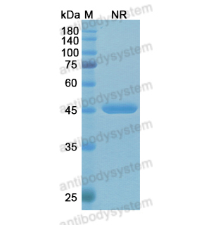 艾達賽珠單抗,Research Grade Idarucizumab  (DGK09701)