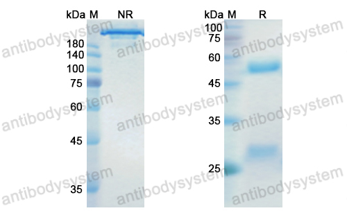 地努妥昔单抗,Research Grade Dinutuximab  (DGK07801)