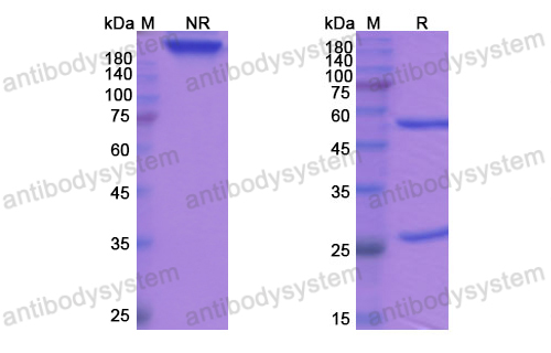 托薩托舒單抗,Research Grade Tosatoxumab  (DXX00101)