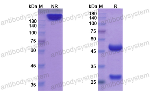 贝戈洛单抗,Research Grade Begelomab  (DHD74101)