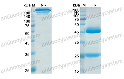 雷泮赛珠单抗,Research Grade Ralpancizumab  (DHJ24006)