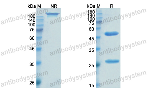 恩莫單抗,Research Grade Enlimomab  (DHC16002)