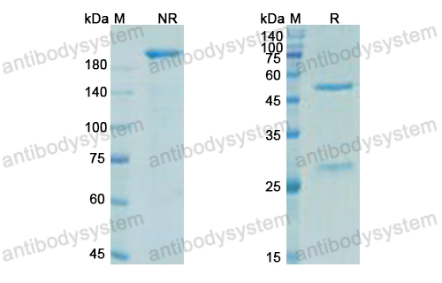 曲戈盧單抗,Research Grade Trevogrumab  (DHA30602)