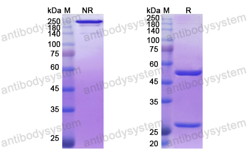 伐达妥昔单抗,Research Grade Vadastuximab  (DHD37503)