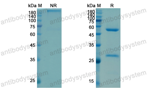 沙妥莫单抗,Research Grade Satumomab  (DHK10001)