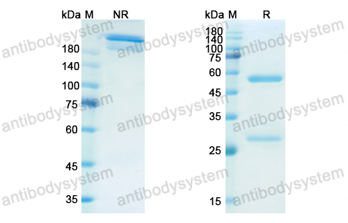 非利伏單抗,Research Grade Firivumab  (DVV03802)