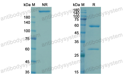 那韦伏单抗,Research Grade Navivumab  (DVV03803)