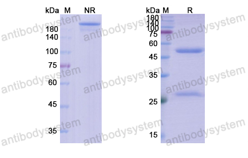 托拉利单抗,Research Grade Tomaralimab  (DHA95501)