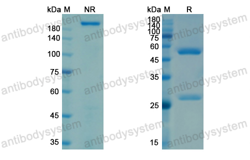 利洛托單抗,Research Grade Lilotomab  (DHC85101)