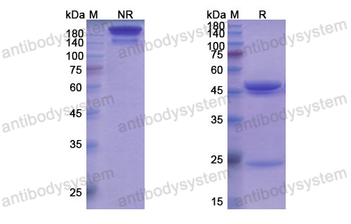 卡罗单抗,Research Grade Capromab  (DHG01303)