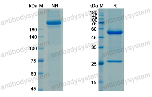 阿伐苏单抗,Research Grade Ascrinvacumab  (DHE20501)