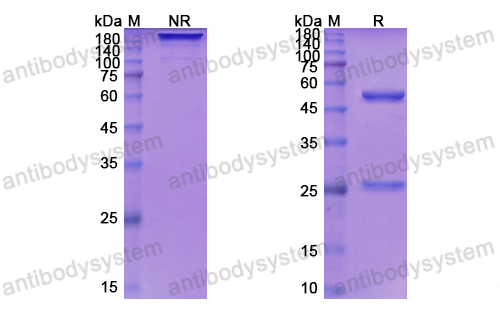 迪妥昔珠单抗,Research Grade Depatuxizumab  (DHB86908)