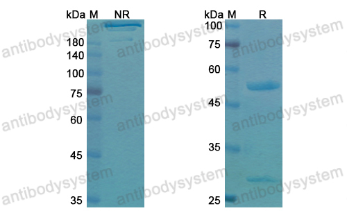 伏妥莫單抗,Research Grade Votumumab  (DHK11401)