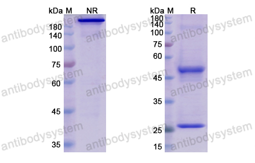 依更妥單抗,Research Grade Elgemtumab  (DHD48401)