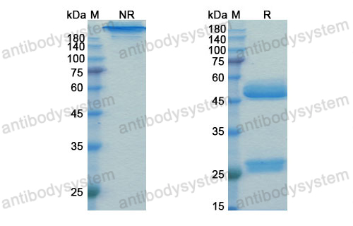 普瑞魯單抗,Research Grade Prezalumab  (DHB10201)