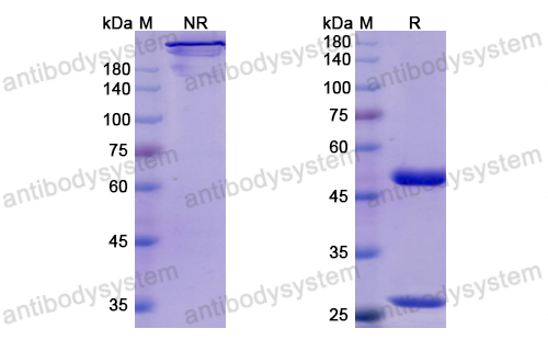 伊諾莫單抗,Research Grade Inolimomab  (DHB95804)