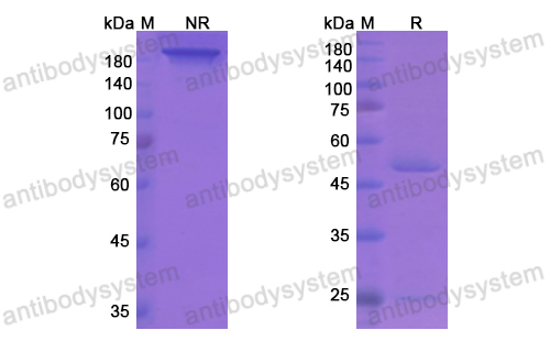 瑞加韋單抗,Research Grade Regavirumab  (DVV02901)