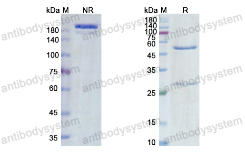 萬(wàn)多妥珠單抗,Research Grade Vandortuzumab  (DHJ76001)