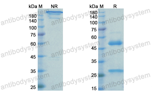 利努蘇單抗,Research Grade Rinucumab  (DHC42201)