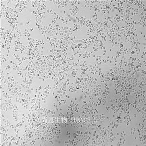 人急性早幼粒白血病细胞,NB-4