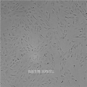 人视网膜色素上皮细胞,ARPE-19