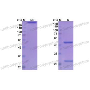 Research Grade Concizumab  (DHC82802)