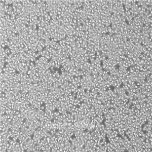 小鼠肺泡上皮细胞,MLE-12