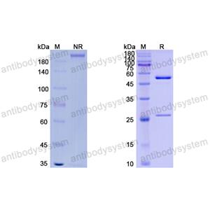 Research Grade Vantictumab  (DHJ82501)