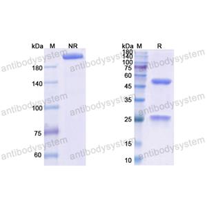 Research Grade Obiltoxaximab  (DXX00401)