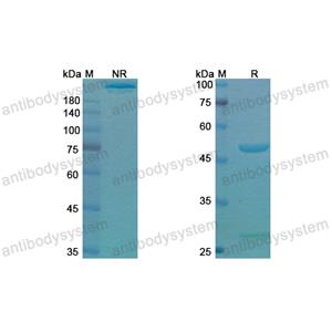 Research Grade Setoxaximab  (DXX00701)