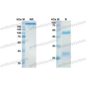 地努妥昔单抗,Research Grade Dinutuximab  (DGK07801)