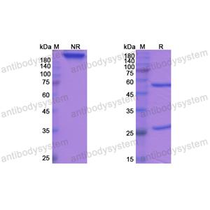 Research Grade Tosatoxumab  (DXX00101)