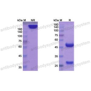 贝戈洛单抗,Research Grade Begelomab  (DHD74101)