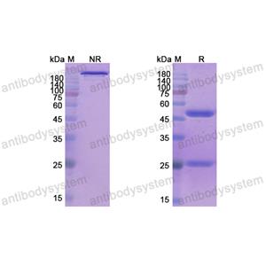 Research Grade Tenatumomab  (DHD64001)